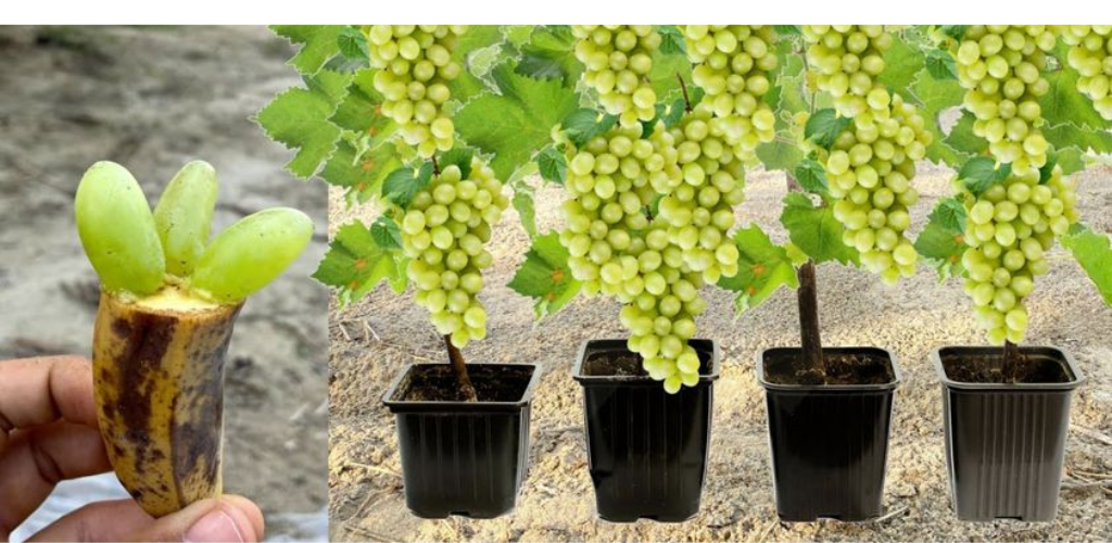 Wie kann man seine eigenen Weinreben anbauen und schöne Weintrauben haben?