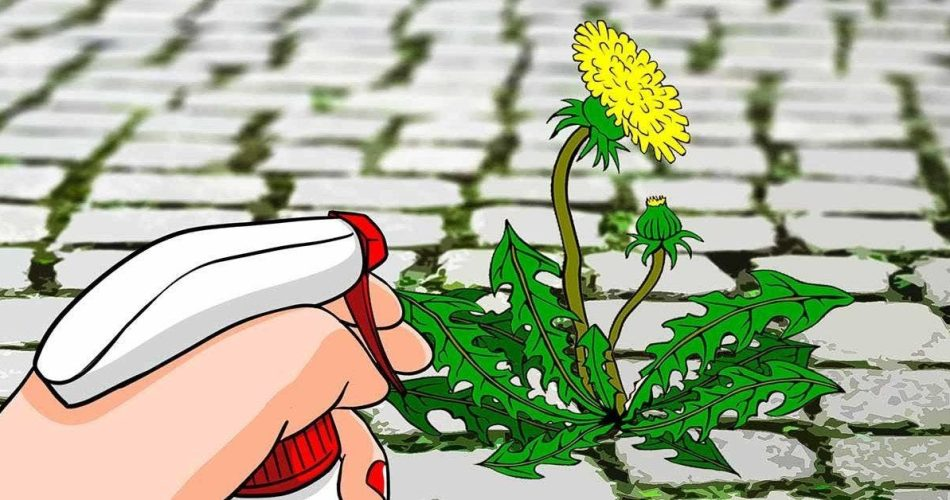 Wie macht man einen Unkrautvernichter mit weißem Essig?