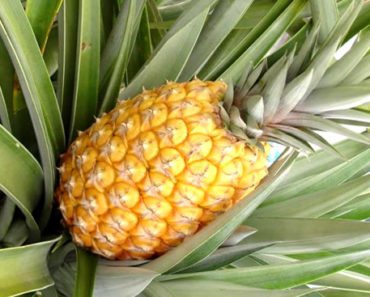 Wie man Ananas pflanzt: Erfahren Sie, wie Sie Ihre eigene Plantage anbauen können