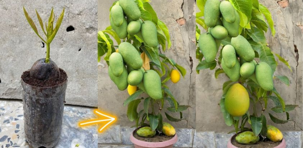 Wie man Avocados Schritt für Schritt und einfach anbaut