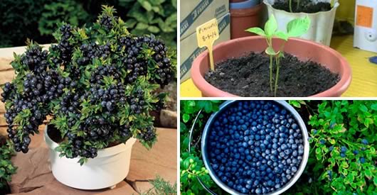 Wie man Blaubeeren zu Hause anbaut