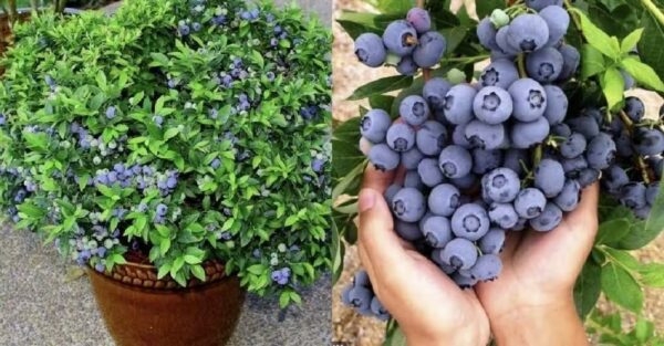 Wie man Blaubeeren zu Hause in einem Topf anbaut