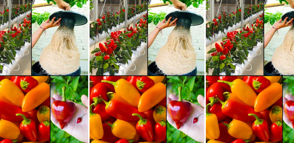 Wie man Chilischoten ohne Erde anbaut
