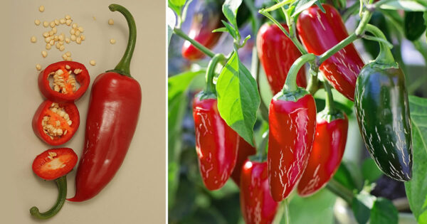 Wie man Chilischoten zu Hause anbaut, um einen endlosen Vorrat zu haben