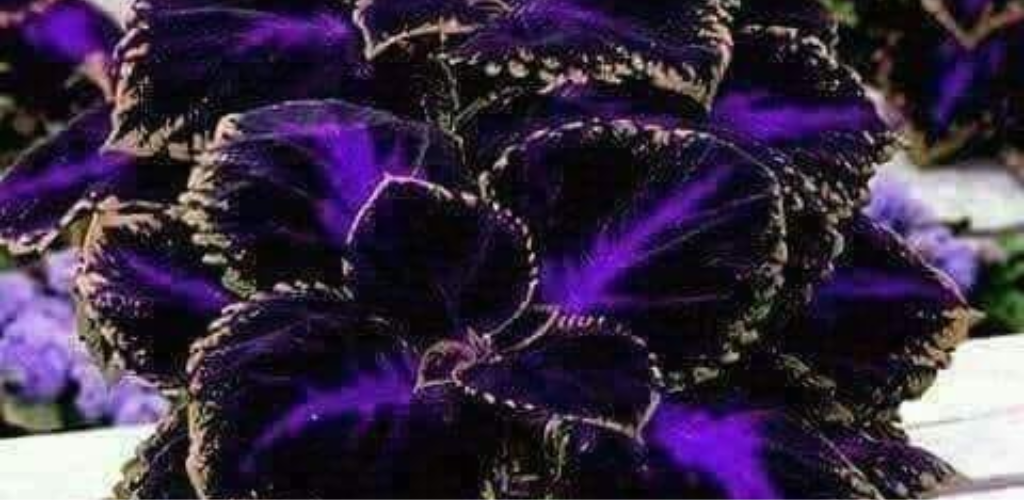 Wie man Coleus pflanzt und anbaut