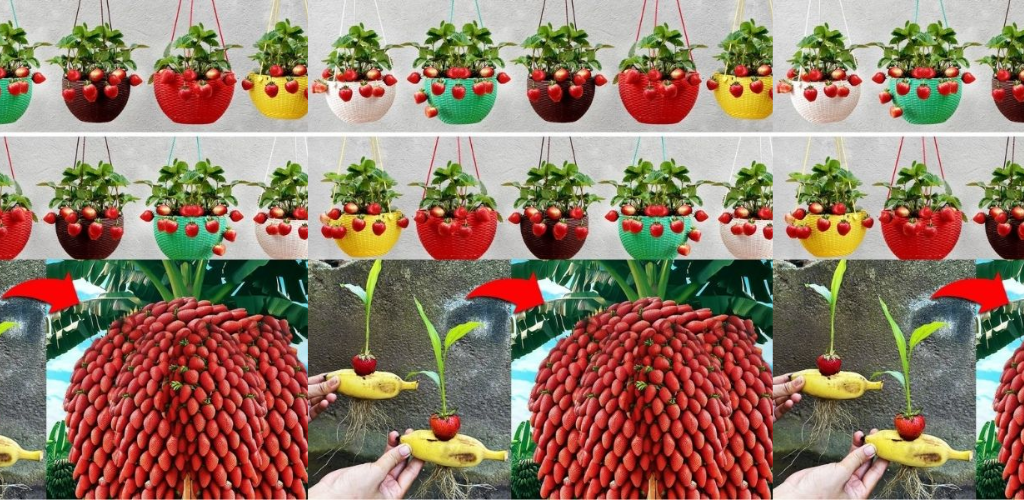 Wie man Erdbeeren in Töpfen auf dem Balkon anbaut