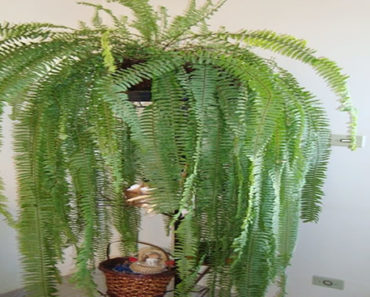 Wie man Farne im Alltag pflegt und wie man pflanzt