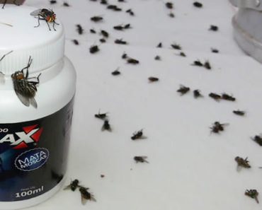 Wie man Fliegen erschreckt: Befreien Sie sich jetzt von diesen Insekten