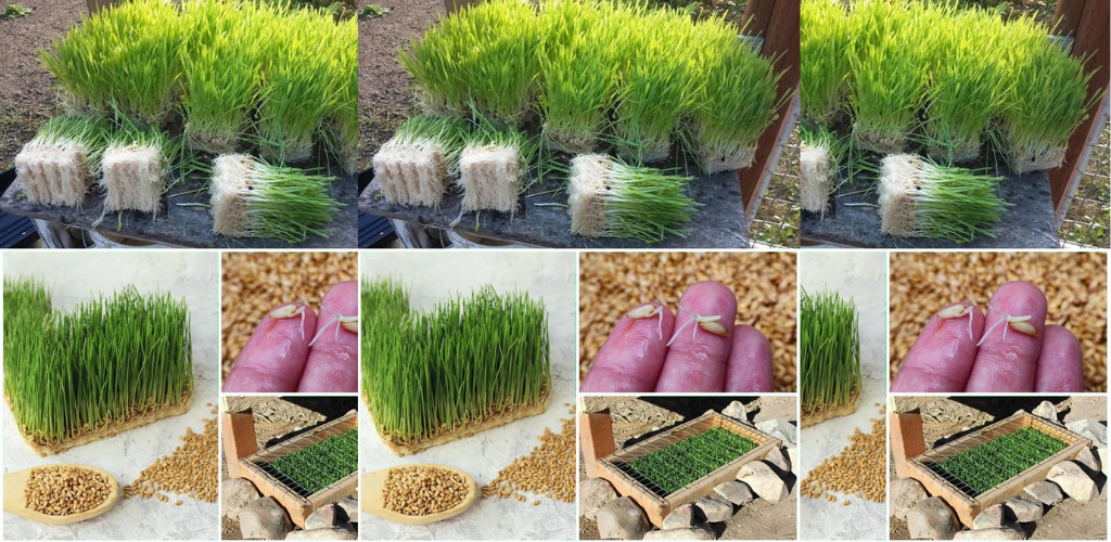 Wie man Futter für Hühner und Kaninchen anbaut