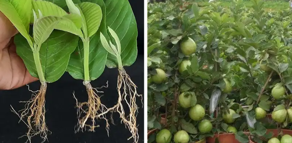 Wie man Guavenbäume aus Guavenblättern züchtet