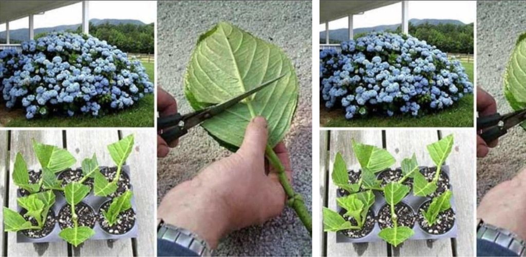 Wie man Hortensien aus Stecklingen züchtet