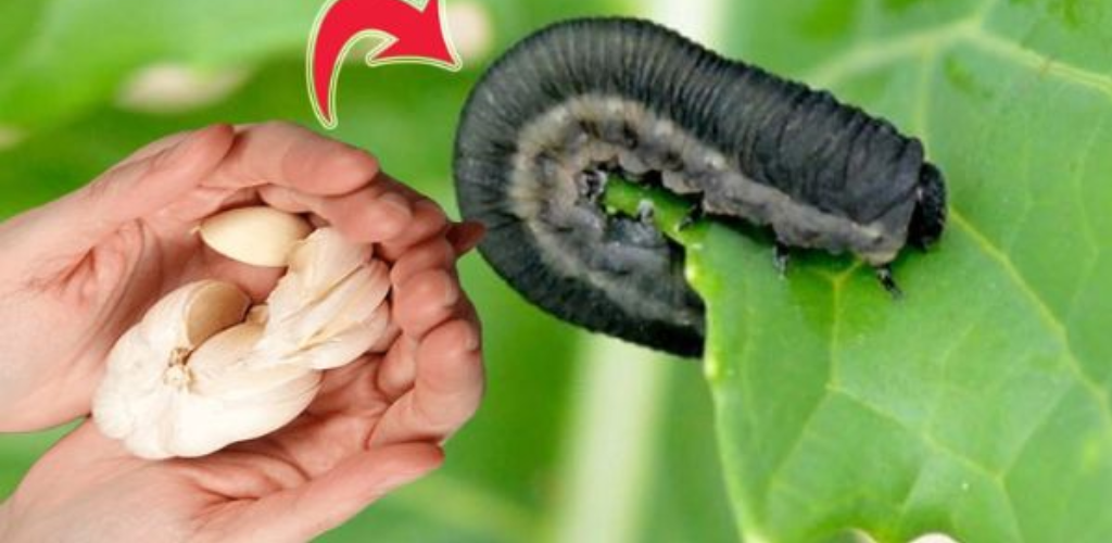 Wie man KNOBLAUCH als Insektizid verwendet