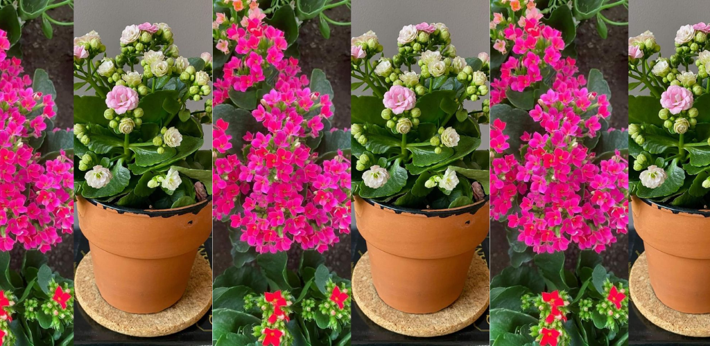 Wie man Kalanchoe-Pflanzen anbaut und pflegt