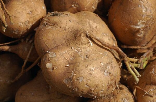 Wie man Kartoffelerbsen, Jicama oder Pachyrhizus anbaut