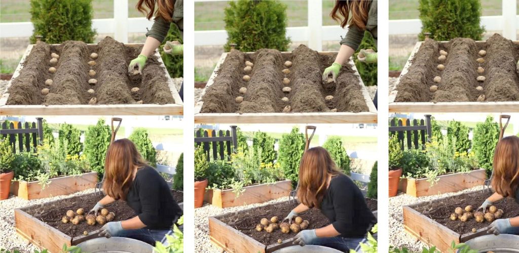 Wie man Kartoffeln in Behältern anbaut