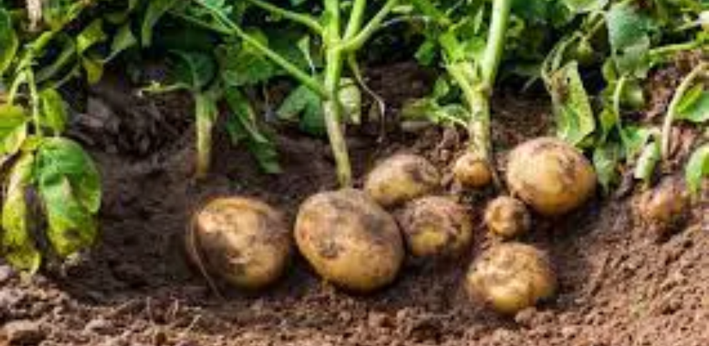 Wie man Kartoffeln in Töpfen anbaut und für einen konstanten Vorrat sorgt