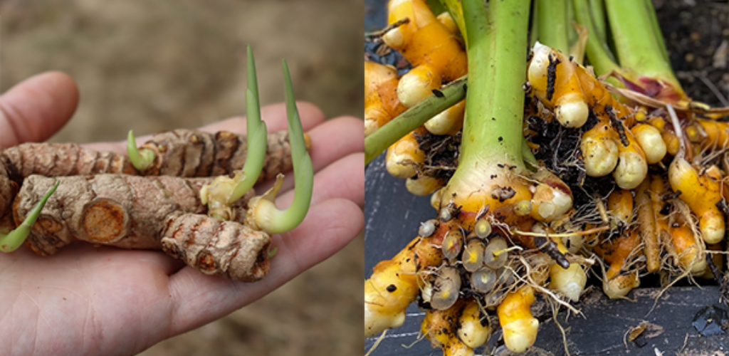 Wie man Kurkuma in Behältern in jeder Zone anbaut