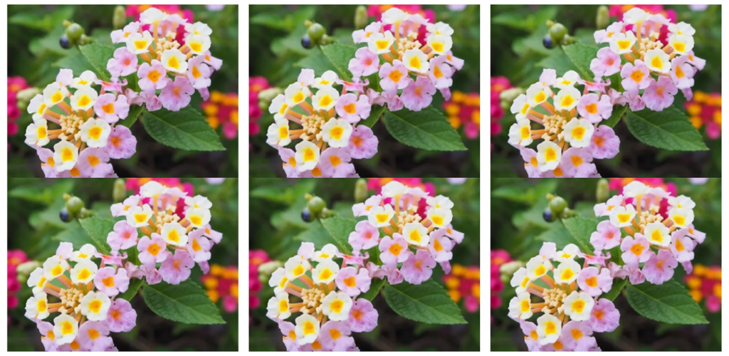 Wie man Lantana pflegt und zum Blühen bringt, die Blume, die Mücken abwehrt und das ganze Haus parfümiert