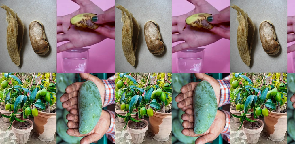 Wie man Mango aus Mangofrüchten für Anfänger anbaut (in einem Topf)