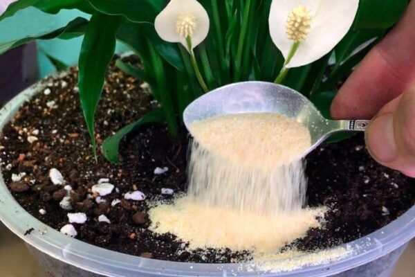 Wie man Pflanzen zum Blühen bringt: Verwenden Sie diesen Trick! Du brauchst nur 1 Teelöffel