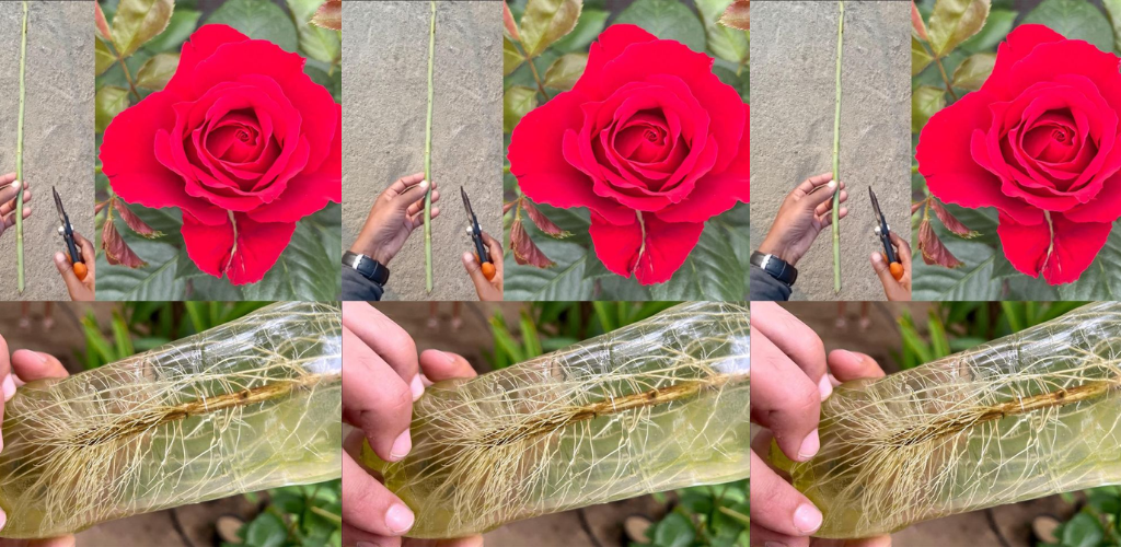 Wie man Rosen im Wasser züchtet