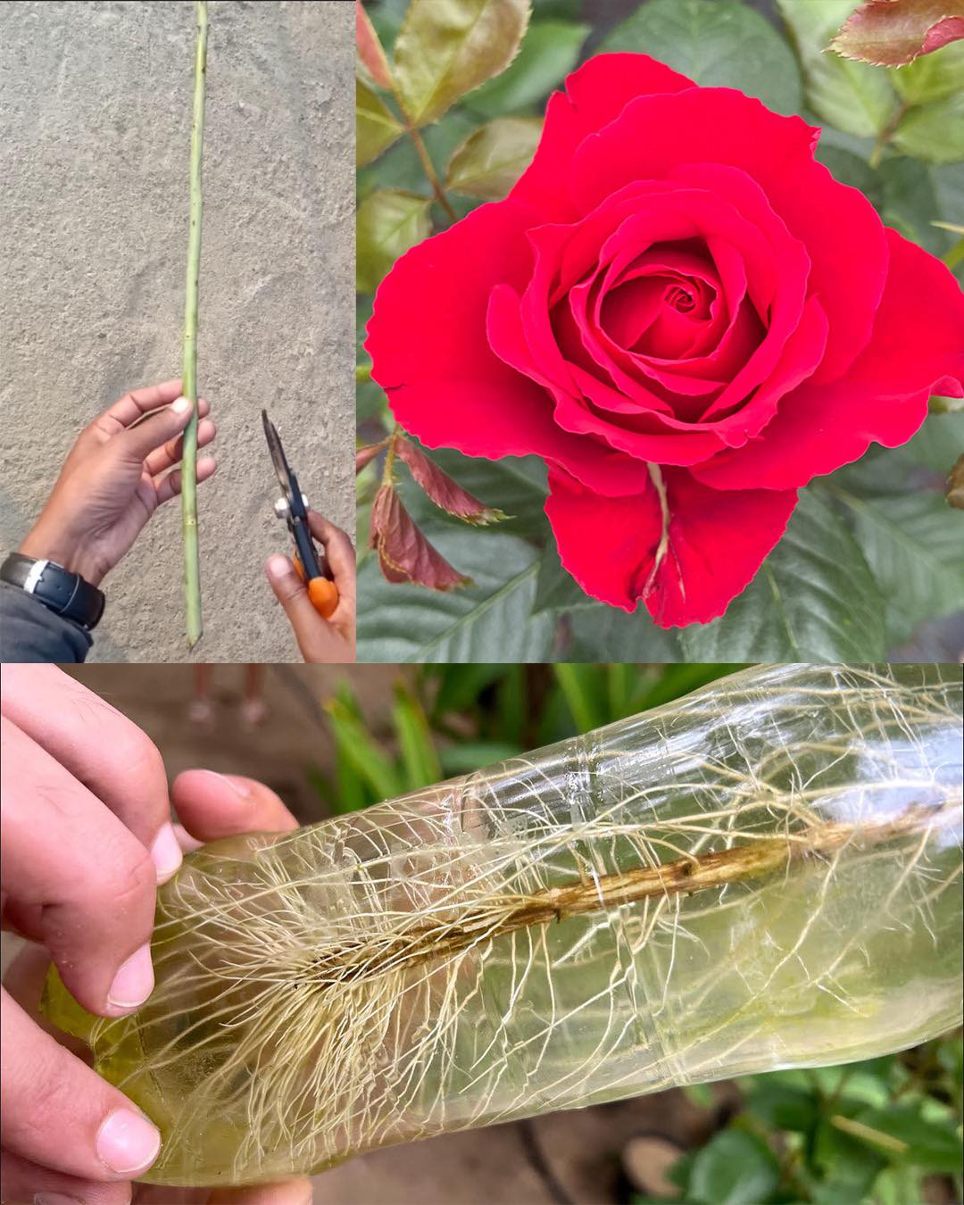 Wie man Rosen im Wasser züchtet