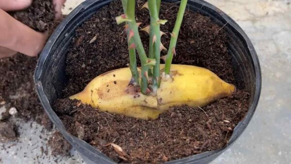 Wie man Rosen mit der Bananenmethode endlos (kostenlos) vermehren kann