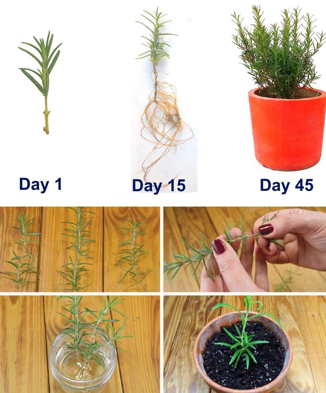 Wie man Rosmarin aus Stecklingen in Wasser züchtet und in Töpfe umpflanzt