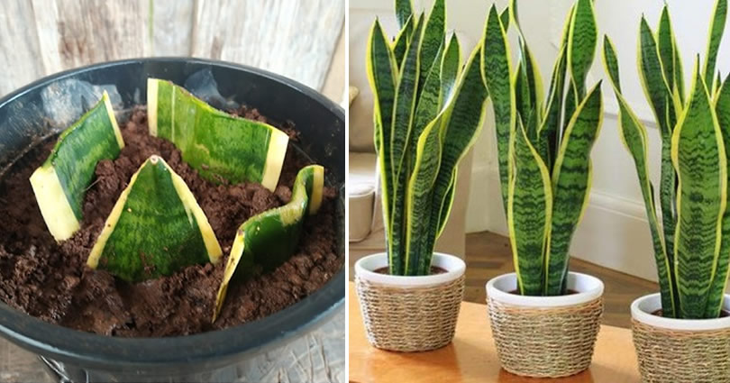 Wie man Sansevieria, die unzerstörbare Pflanze, vermehrt