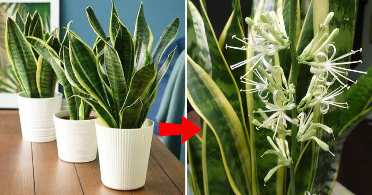 Wie man Sansevieria wochenlang zum Blühen und Duften bringt