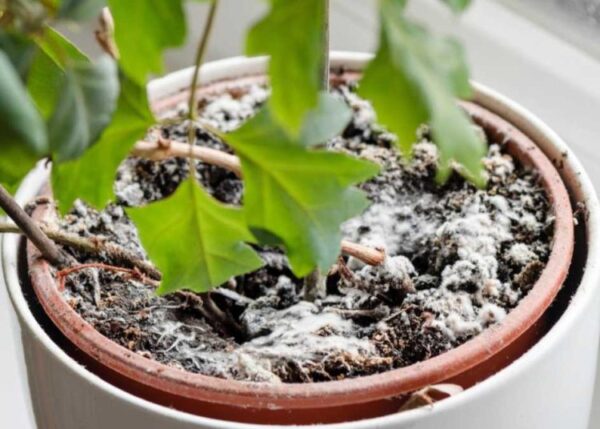 Wie man Schimmel auf Blumenerde loswird