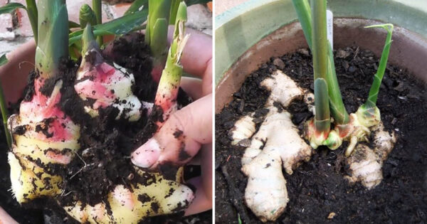 Wie man Schritt für Schritt Ingwer zu Hause anbaut