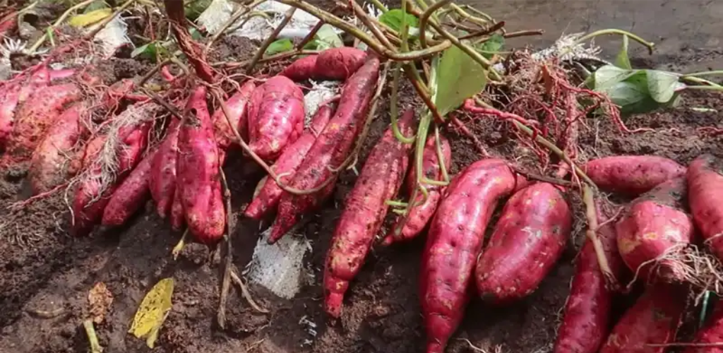 Wie man Süßkartoffeln in Erdsäcken anbaut