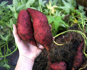 Wie man Süßkartoffeln pflanzt – erfolgreich anbauen