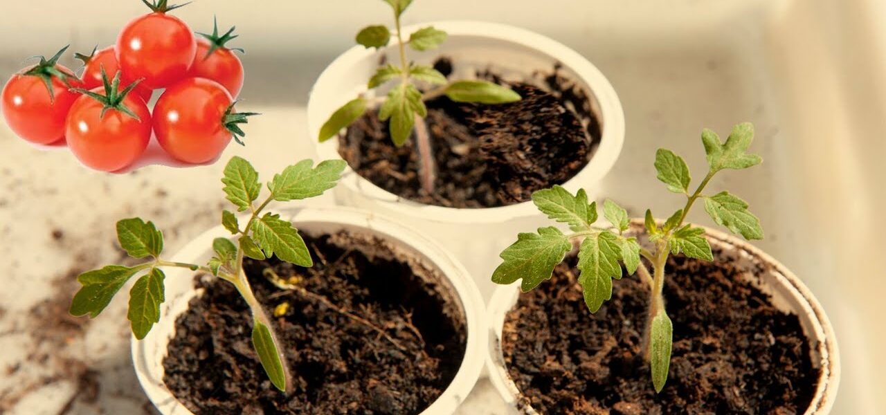 Wie man Tomaten zu Hause anbaut, damit man sie nie mehr kaufen muss