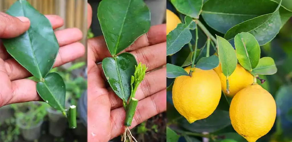 Wie man Zitronenbäume aus Blattstecklingen züchtet: Eine Schritt-für-Schritt-Anleitung