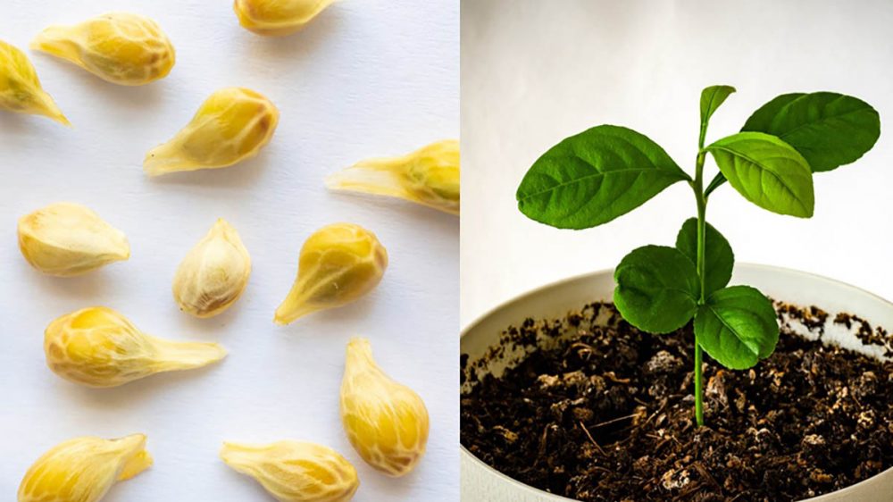 Wie man aus Samen Zitronen in Töpfe pflanzt