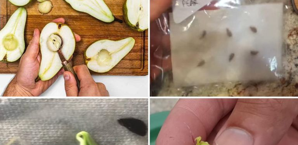 Wie man aus Samen einen Birnbaum in Töpfen züchtet: Eine umfassende Anleitung