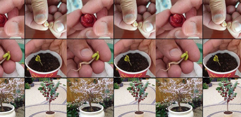 Wie man aus Samen einen Kirschbaum im Topf züchtet