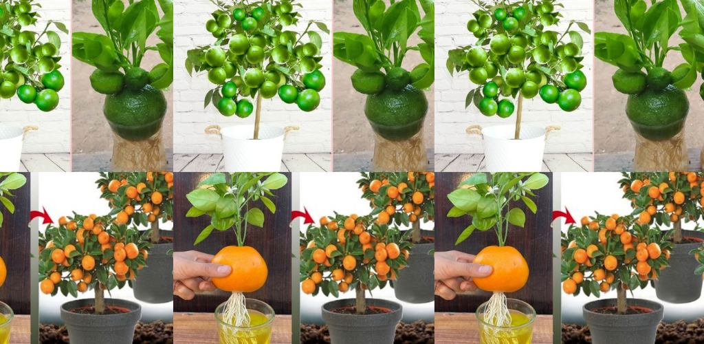 Wie man aus Samen einen Orangenbaum züchtet.