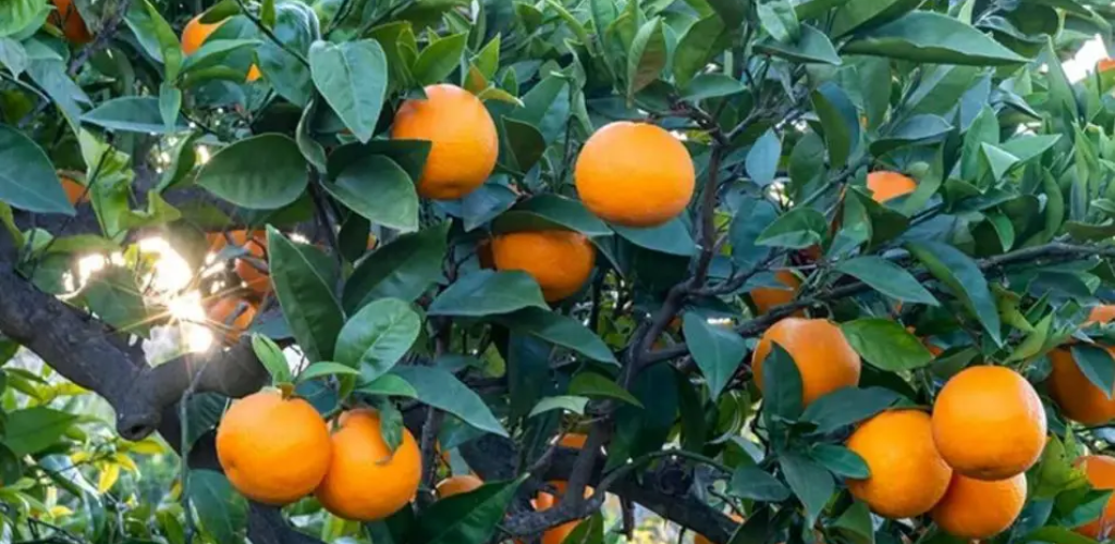 Wie man aus Samen einen Orangenbaum züchtet