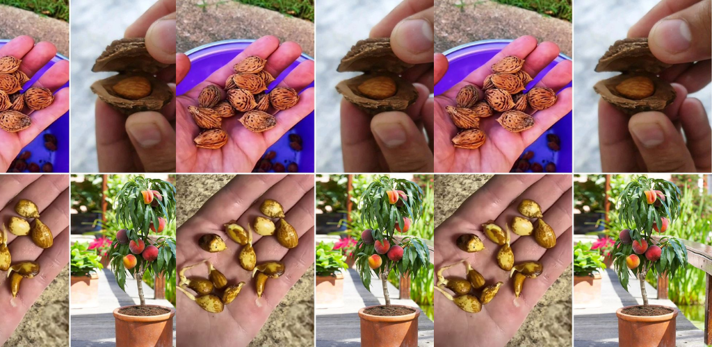 Wie man aus Samen einen Pfirsichbaum züchtet