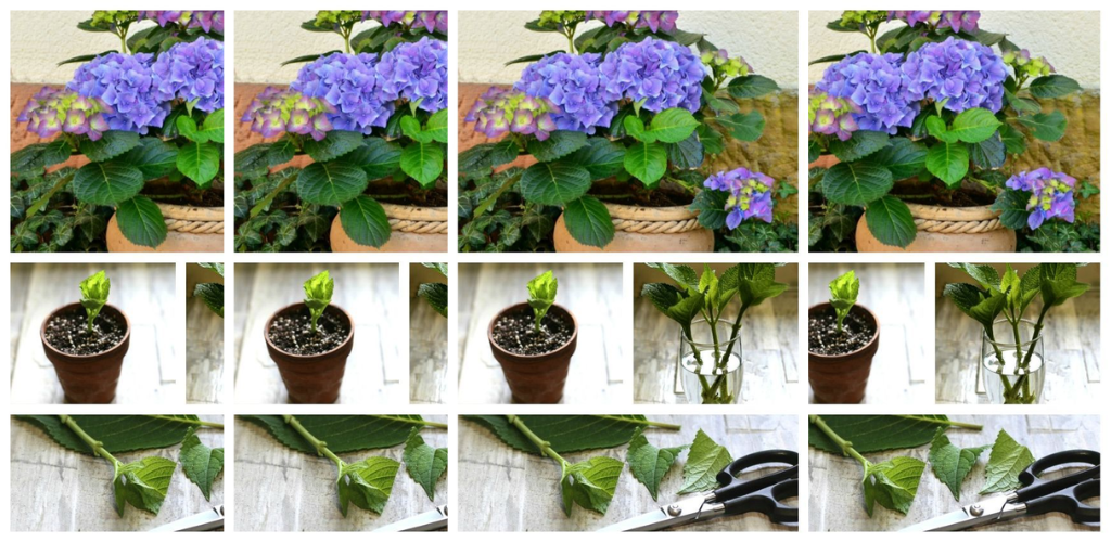 Wie man aus Stecklingen neue Hortensien züchtet