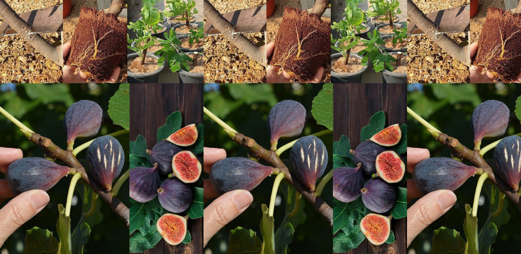 Wie man aus einem Steckling einen Feigenbaum züchtet: Ein Leitfaden für Anfänger