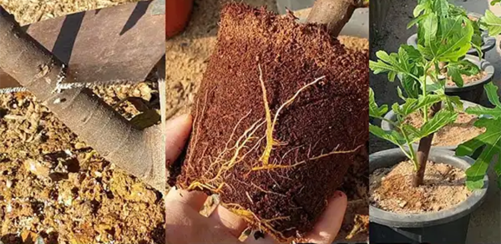 Wie man aus einem Steckling einen Feigenbaum züchtet: Ein Leitfaden für Anfänger