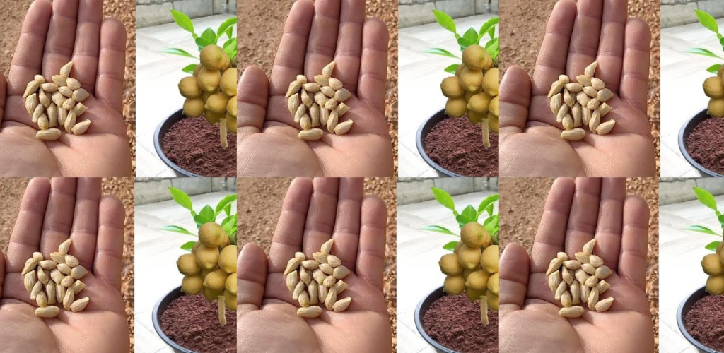 Wie man aus einem einzigen Samen einen Zitronenbaum züchtet und was ist die Express-Option?