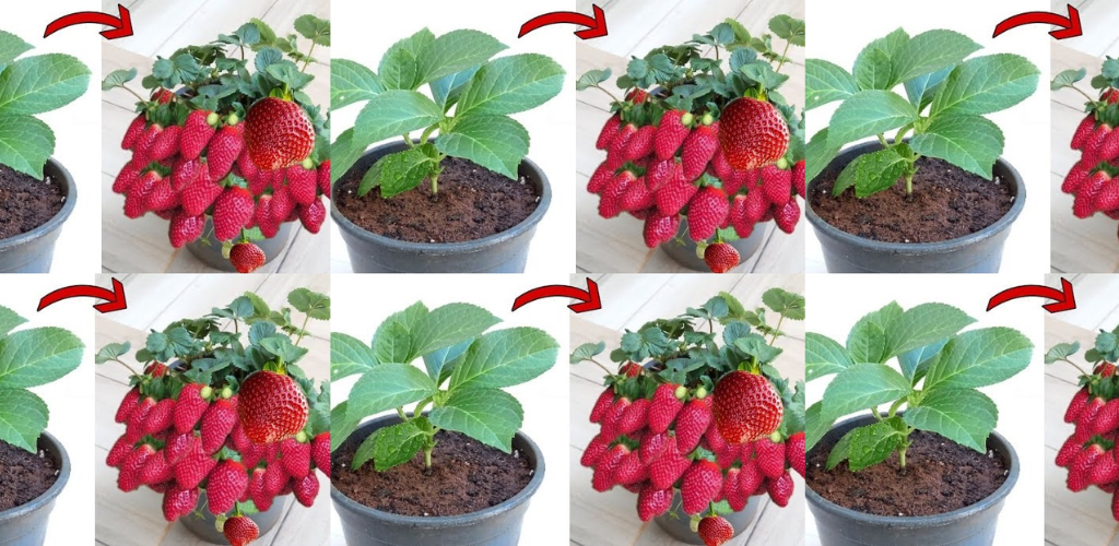 Wie man das ganze Jahr über Bio-Erdbeeren im Innenbereich anbaut