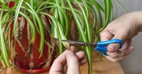 Wie man die Falangio heilt, die “Spinnenpflanze”, die die Luft im Haus reinigt