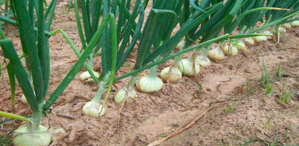 Wie man die chinesische Methode zum Anpflanzen von Zwiebeln auf den Hügelkämmen umsetzt