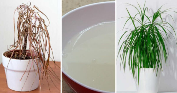 Wie man ein “Vitaminwasser” herstellt, um das Wachstum und die Blüte von Pflanzen zu verdreifachen